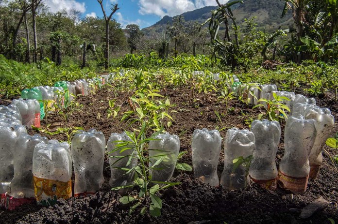 Recycled plastic bottles used as a simple irrigation system in rural Nicaragua.