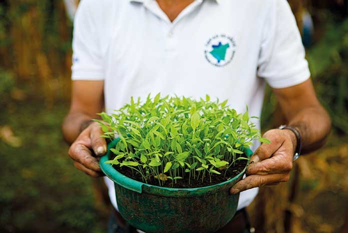 A man from Nicaragua holding a bucket of green seeds.
