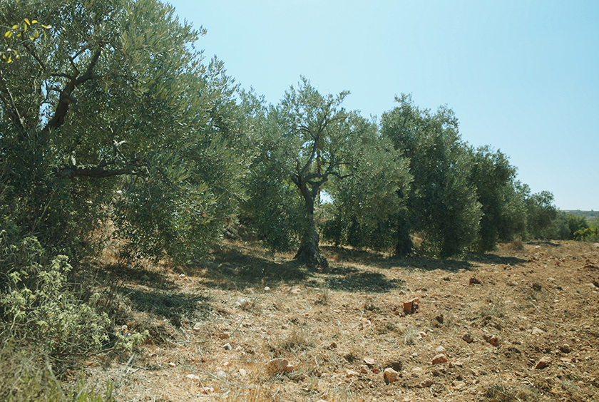 A row of tress on a Palestinian farm.