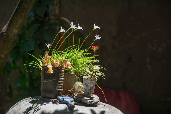 Small plants growing in the sunshine.