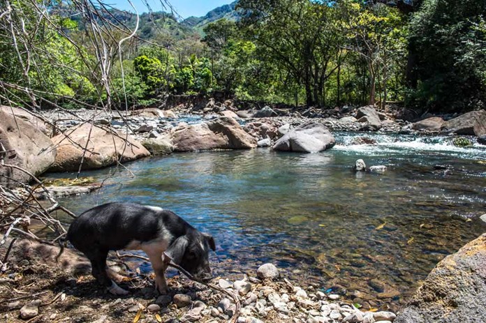 A small lake in rural Nicaragua with a black pig in the foreground.