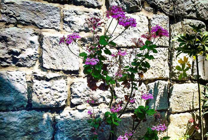 Flowers growing in the garden at Wi'am Reconciliation Centre in Bethlehem, West Bank.