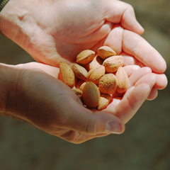 Amos Trust Harvest Palestine 2026 1