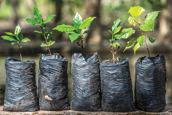 Seedlings ready for the family gardens in La Concepción – Teustepe, Nicaragua.