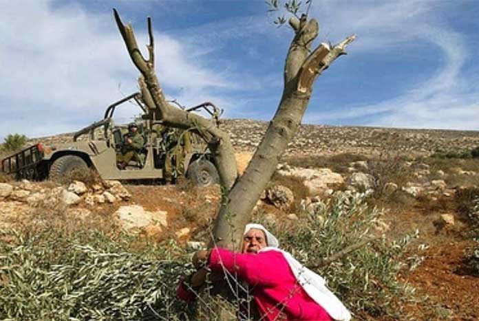 A Palestinian farmer protects an olive tree while the Israeli army looks on.