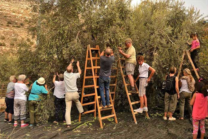 Visitors to Palestine from the UK picking olives in the West Bank