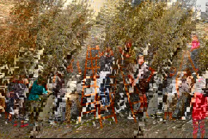 Visitors to Palestine from the UK picking olives in the West Bank