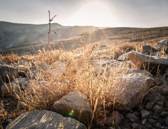 Words of Hope – online