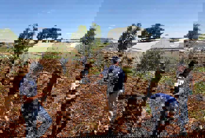 A group of people digging on a vineyard in Palestine.
