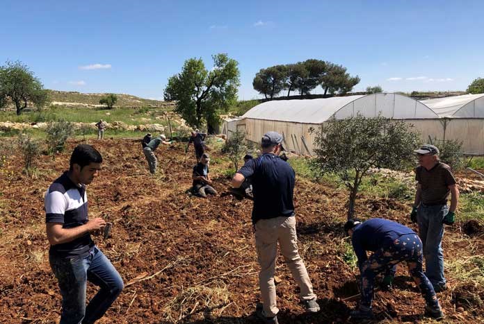 A group of people digging on a vineyard in Palestine.