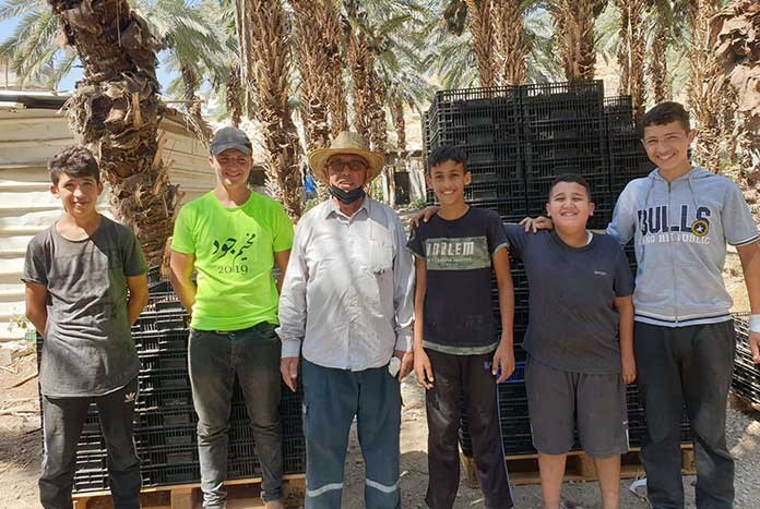 Date farmer Abu Talal and his grandsons during the date harvest.