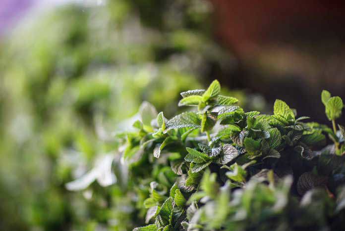 Fresh herbs growing in Palestine.