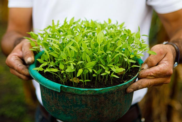 A Nicaraguan man holding a pot full of new plants.