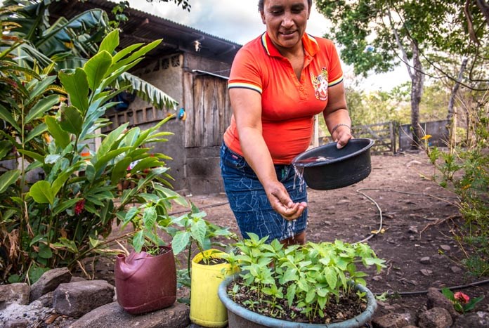A Nicaraguan women watering her crops.