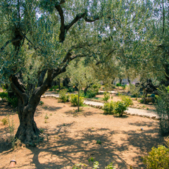 Amos Trust Webinars The Age Of Olive Trees Garden Of Gethsemane