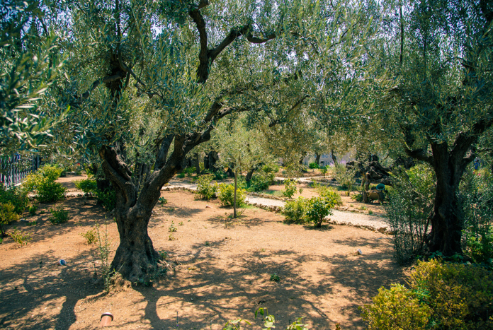 Webinar: Gaza — The Age of Olive Trees